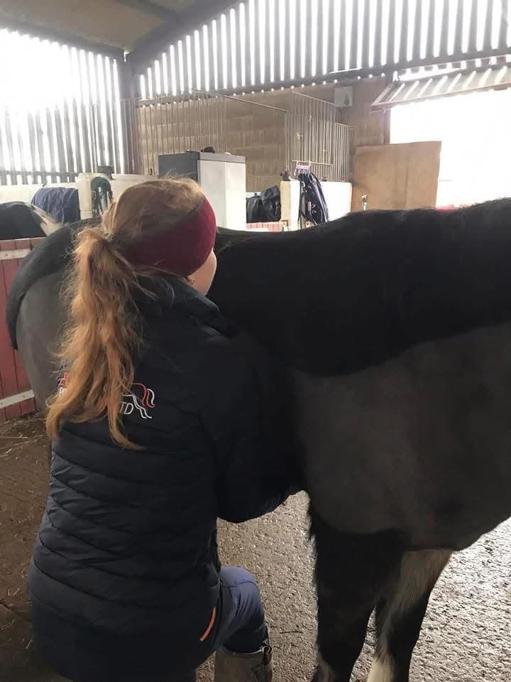 Hannah performing equine bodywork