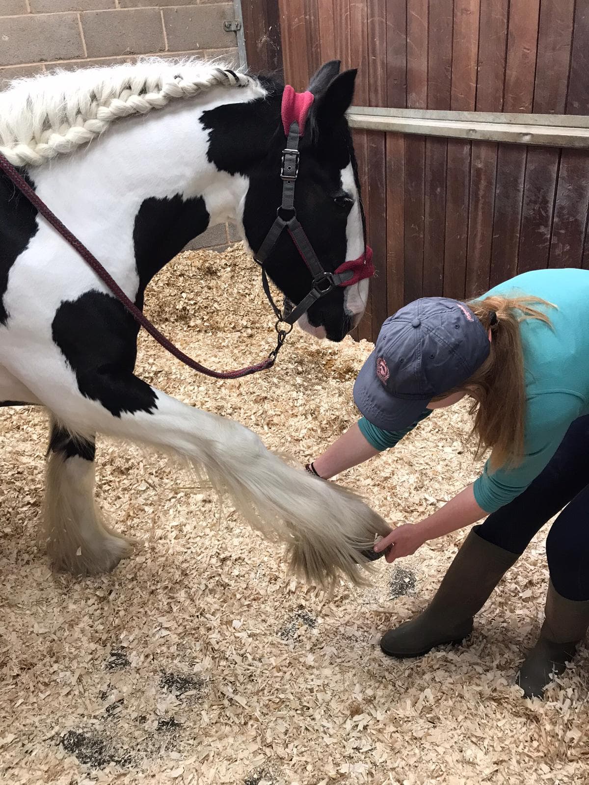 Treating a horse